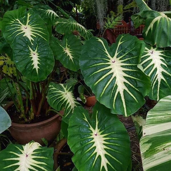 Colocasia WHITE LAVA