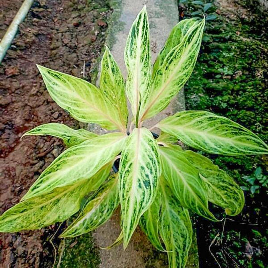 Aglaonema WHITE PANAMA