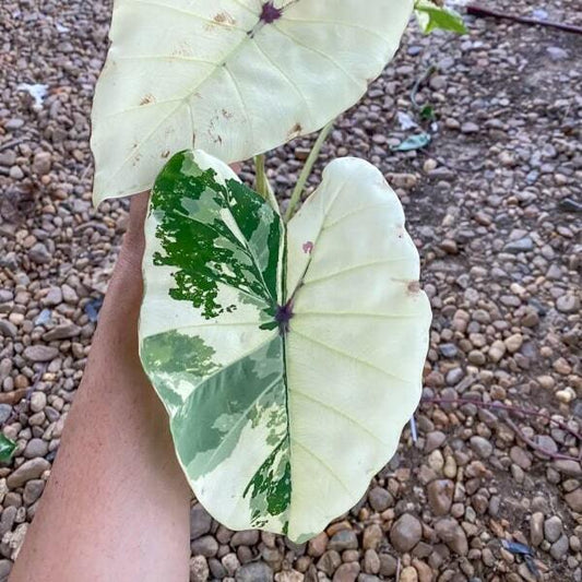 Colocasia WHITE PHARAOH