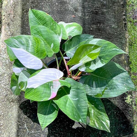 Philodendron WHITE PRINCESS