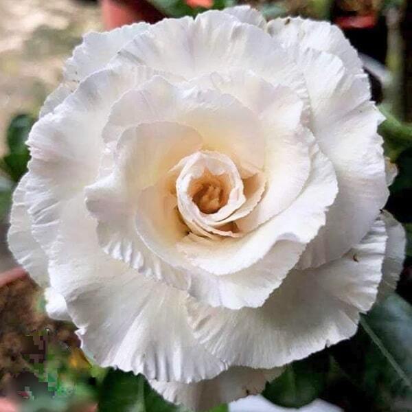 Adenium obesum WHITE SNOW