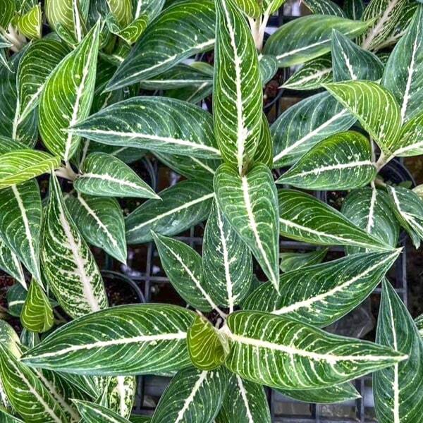 Aglaonema WHITE SPLASH LEGACY