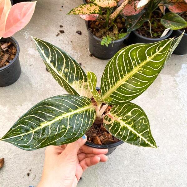 Aglaonema WHITE SUMATRA