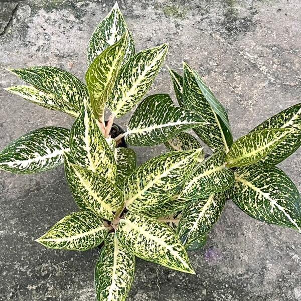 Aglaonema WHITE TIARA