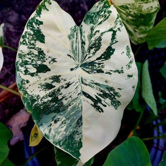 Colocasia WHITE TIGER