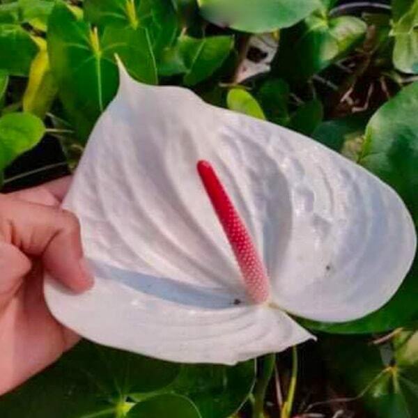 Anthurium andraeanum WHITE WAT YAN