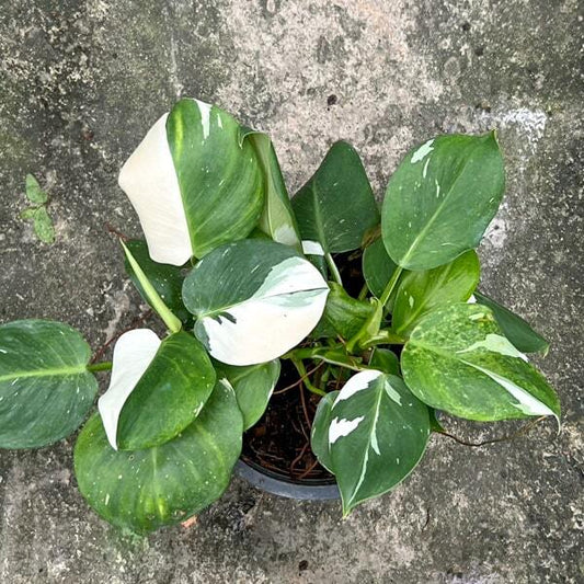 Philodendron WHITE WIZARD