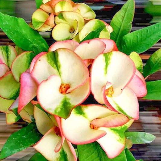 Euphorbia Milii WHITE & GREEN