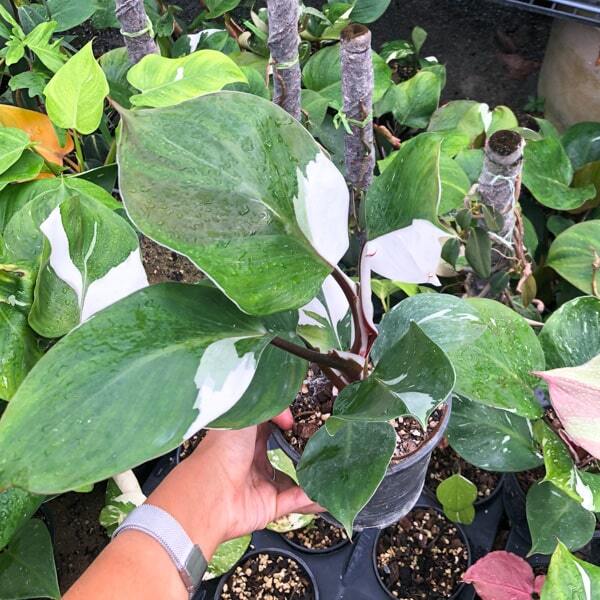 Philodendron WHITE KNIGHT
