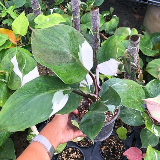Philodendron WHITE KNIGHT