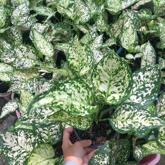 Aglaonema WHITE ANYAMANEE