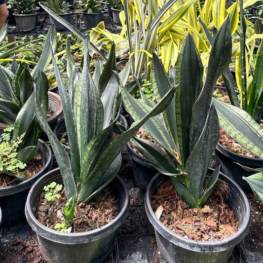 Sansevieria WHITNEY/SILVER FRAME