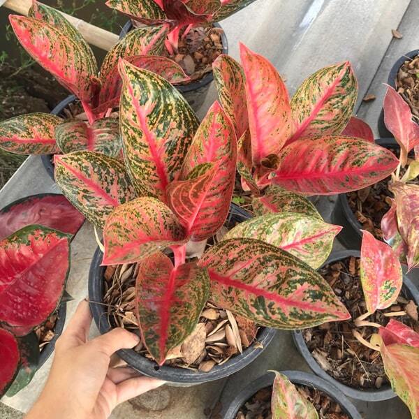Aglaonema WIDURI