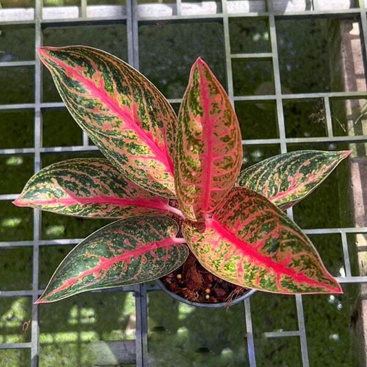 Aglaonema WIDURI