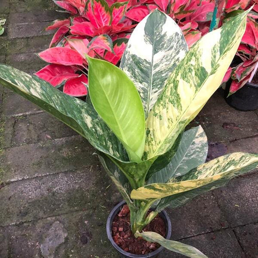 Dieffenbachia SEDTHEE WILSON