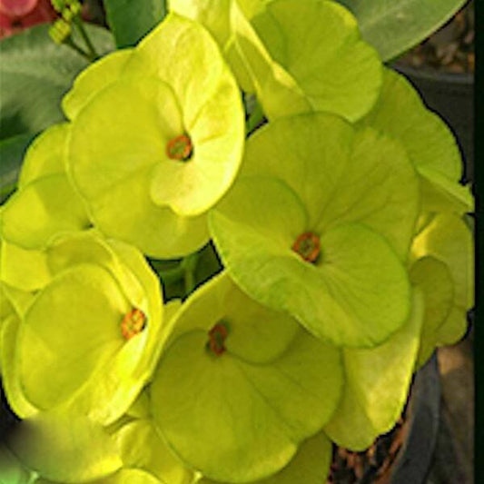Euphorbia Milii WISED CHAICHAN