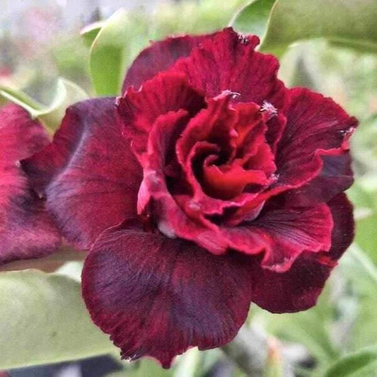Adenium obesum WITH LOVE