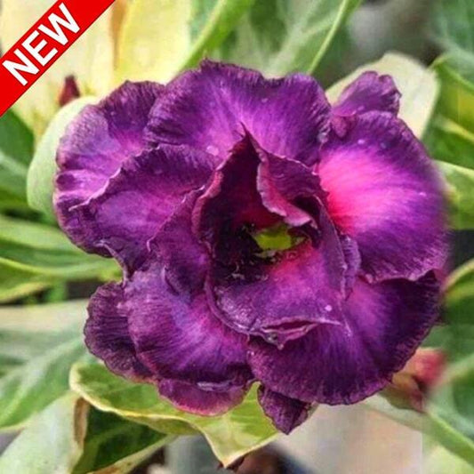 Adenium variegated WONDERFUL PURPLE VAR