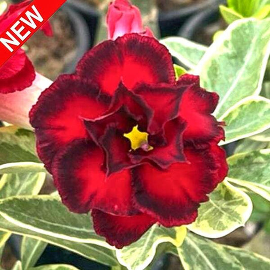Adenium variegated WONDERFUL RED VAR