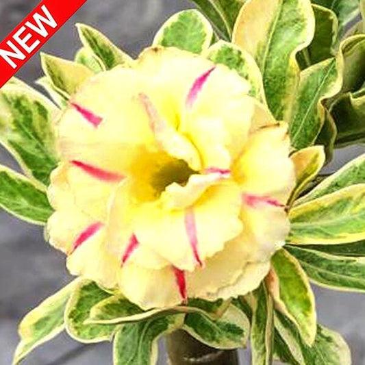 Adenium variegated WONDERFUL YELLOW VAR