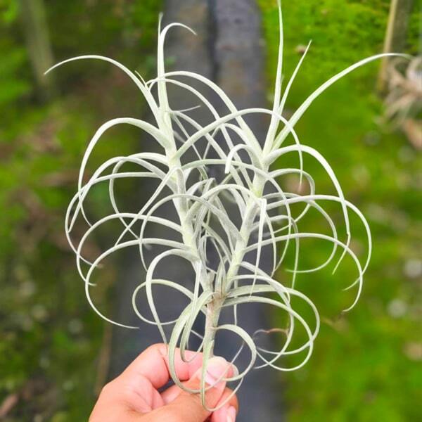 Tillandsia Wonga (mallemontii x duratii)