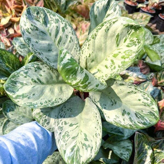 Aglaonema WOODY (DONATELLO)
