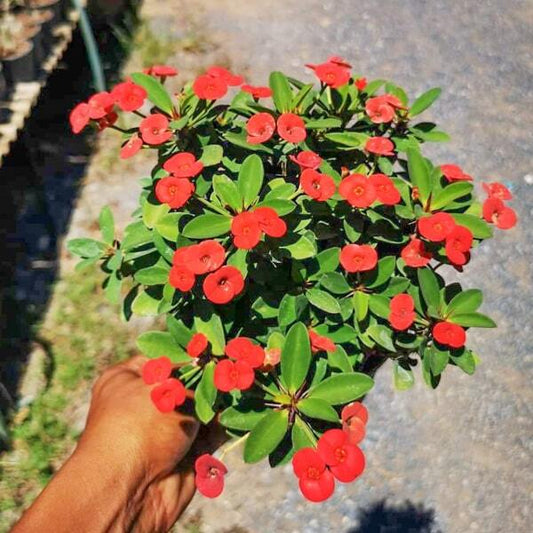 Euphorbia Milii dwarf XMAS
