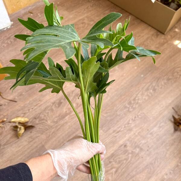 Philodendron XANADU