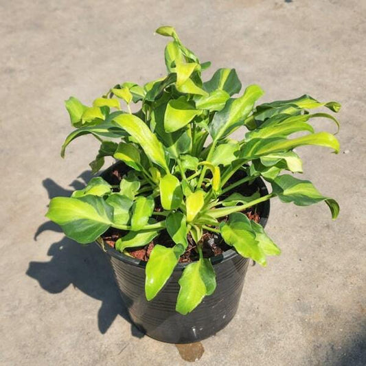 Philodendron XANADU DWARF VAR