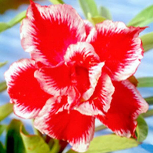Adenium obesum XMAS