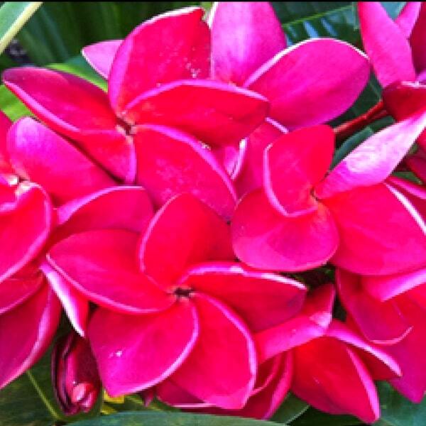 Plumeria XMAS
