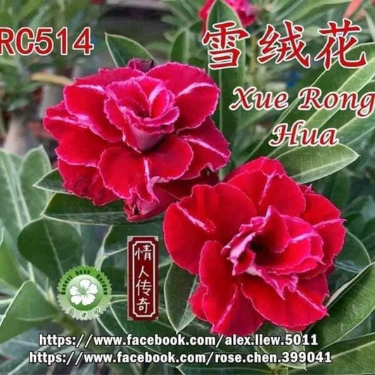 Adenium obesum XUE RONG HUA