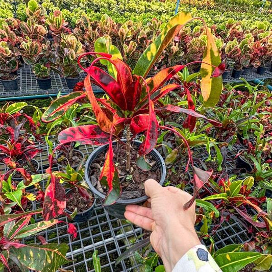 Croton RED DIAMOND Ð YAD MANEE