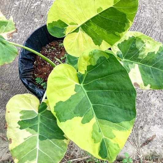 Colocasia YELLOW ANDAMAN
