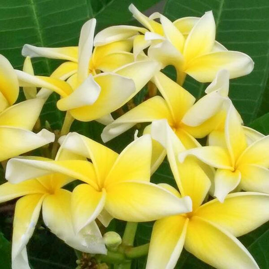 Plumeria MAHA SEDTHEE