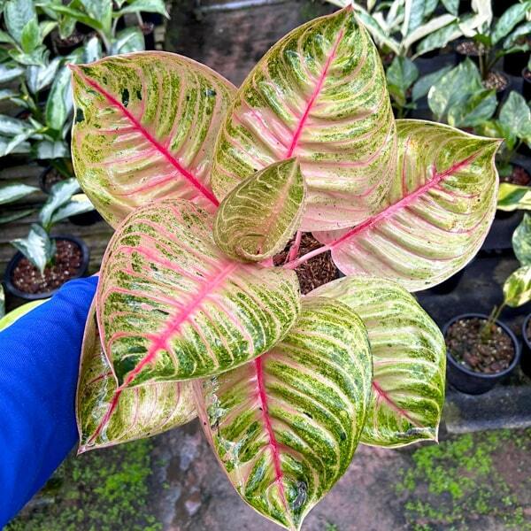 Aglaonema MOONLIGHT