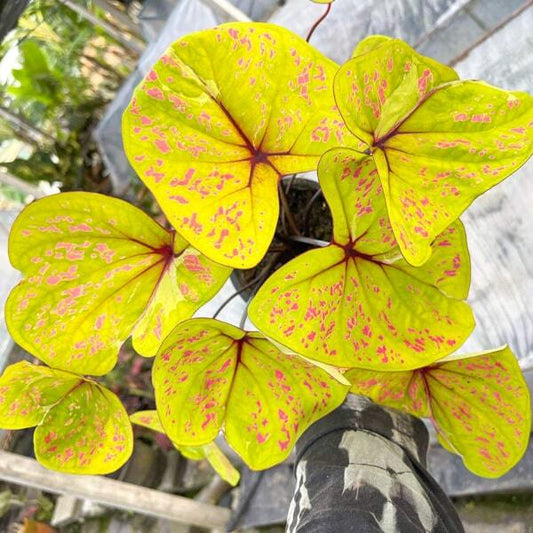Caladium YELLOW PINK