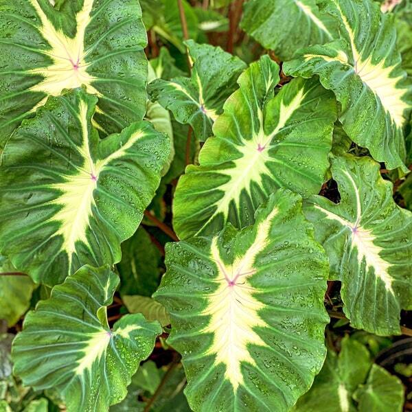 Colocasia YELLOW RIVER