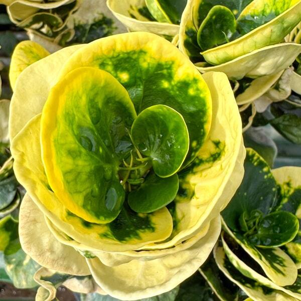 Croton GOLDEN ROSE