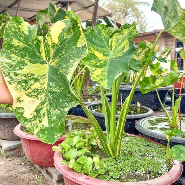 Colocasia YELLOW SPLASH