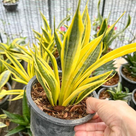 Sansevieria YELLOW THRIVE