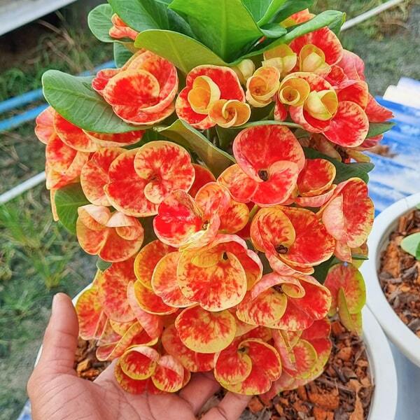 Euphorbia Milii YING JAREN