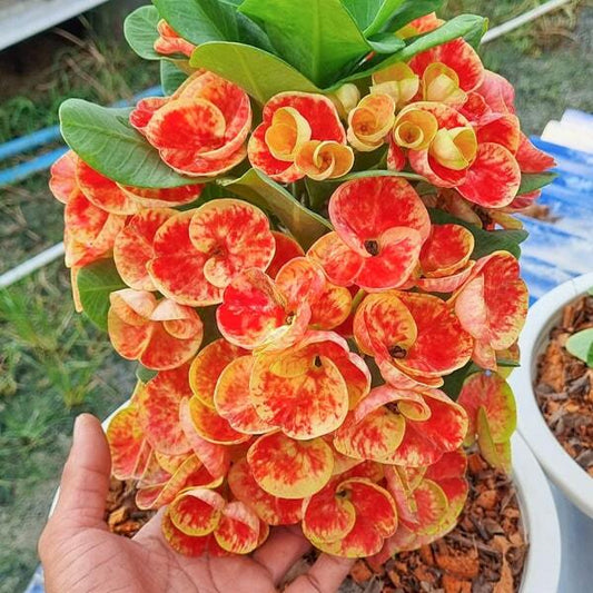 Euphorbia Milii YING JAREN