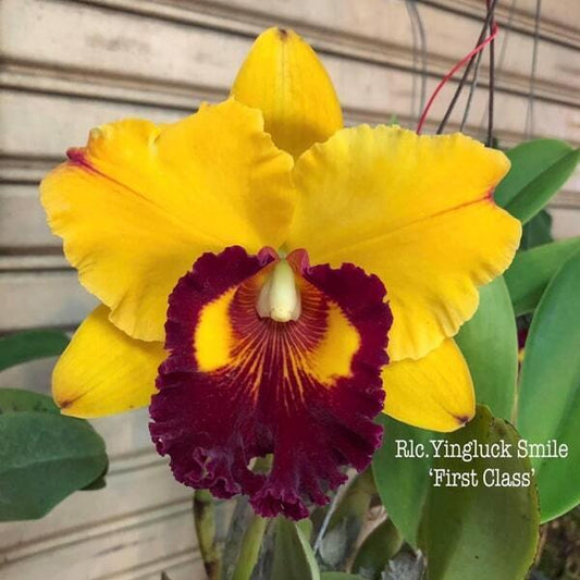 Rhyncholaeliocattleya orchid RLC. YINLUCK SMILE FIRST CLASS
