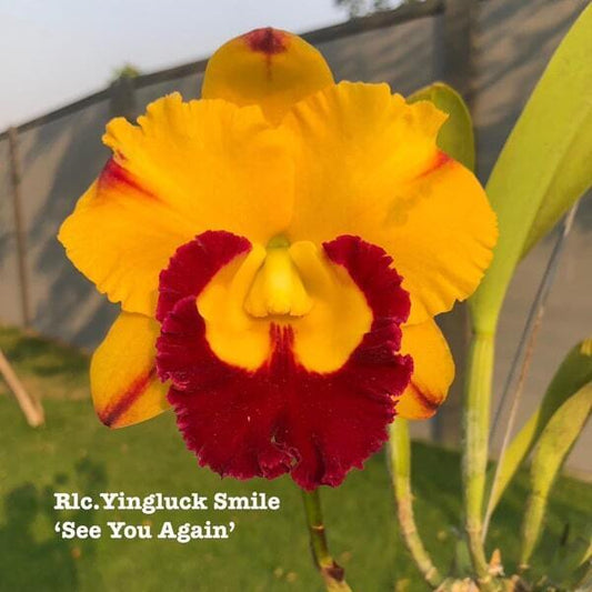 Rhyncholaeliocattleya orchid RLC. YINLUCK SMILE SEE YOU AGAIN