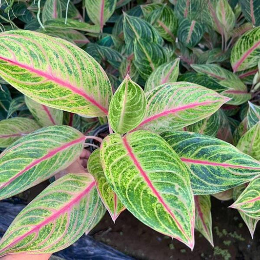 Aglaonema YIB NGERN