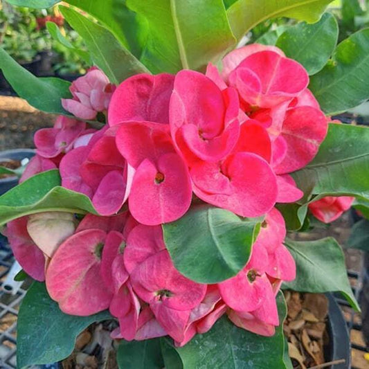 Euphorbia Milii YOD YEAM
