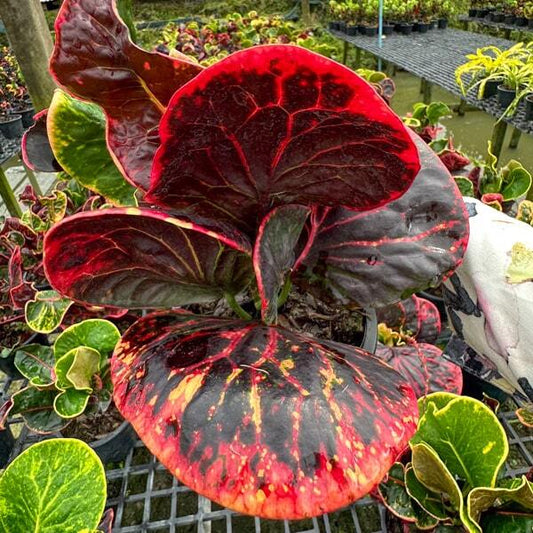 Croton YOD KHUNPHON