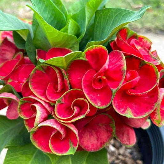 Euphorbia Milii YOD KHUNPHOL