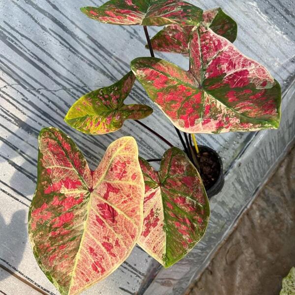 Caladium YOD MONGKUT